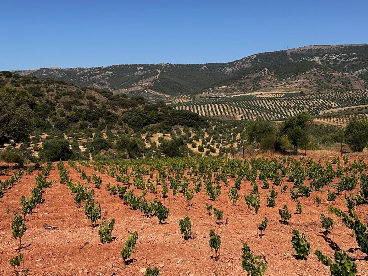 Vista panorámica de la finca Buenavista en El Burgo, con olivar centenario y el valle al fondo