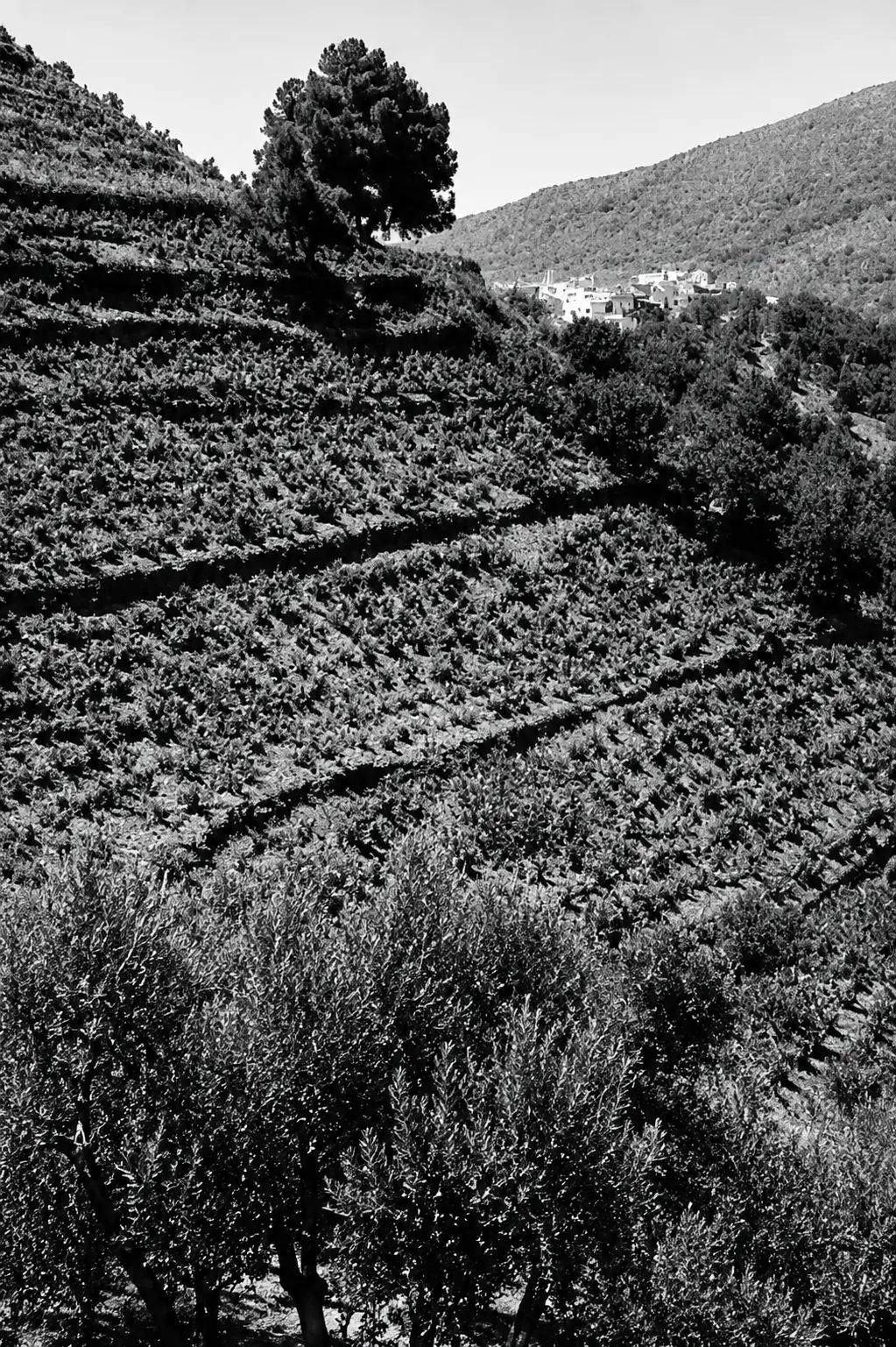 Bancales de viña de montaña en la Sierra de las Nieves, con un pueblo blanco al fondo