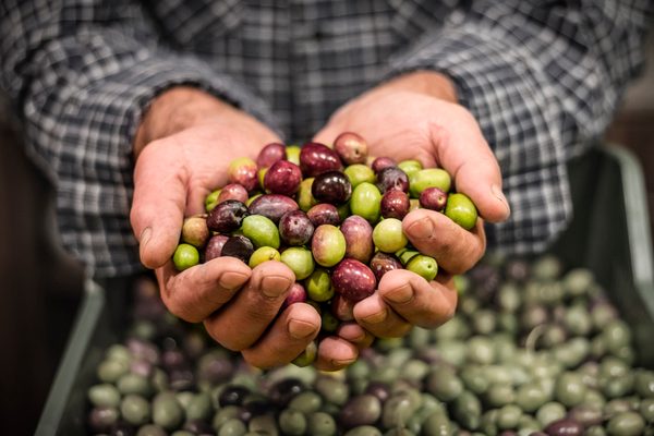 Manos sosteniendo aceitunas recién recogidas