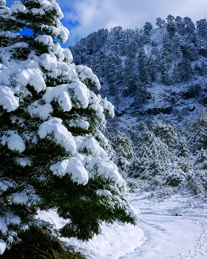 Pinsapos nevados en la Sierra de las Nieves, Yunquera