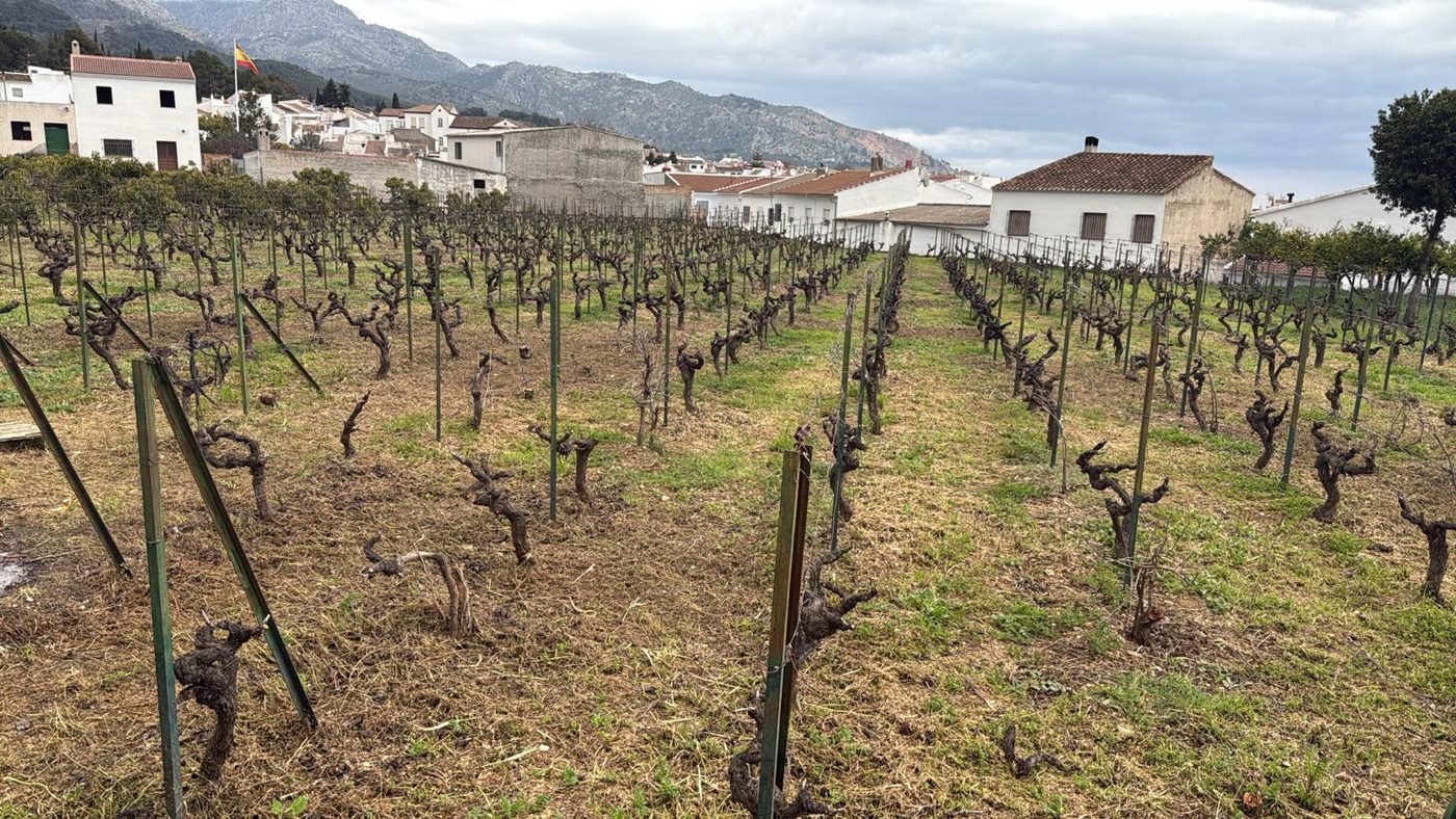 Parcela de viñedo de Yunquera rodeada de olivos en la ladera de la Sierra de las Nieves