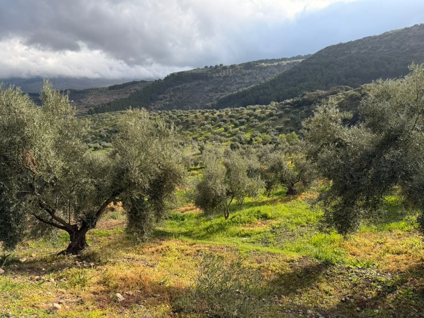 Olivar en ladera de la Sierra de las Nieves con montañas y nubes bajas al fondo