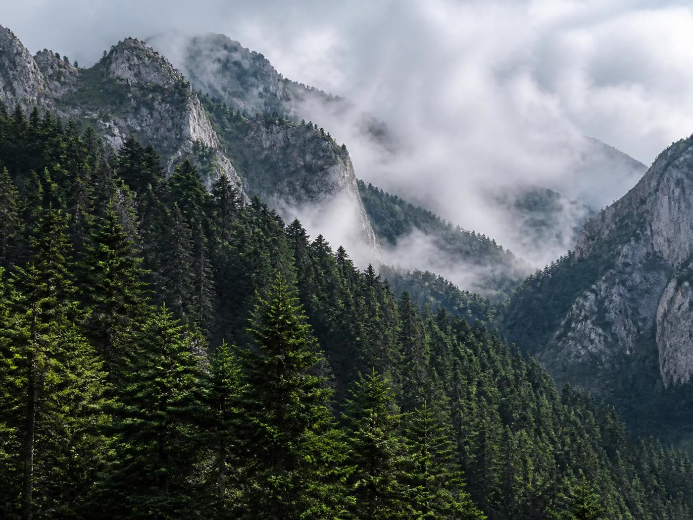 Pinsapar de la Sierra de las Nieves entre nieblas y roquedos calizos