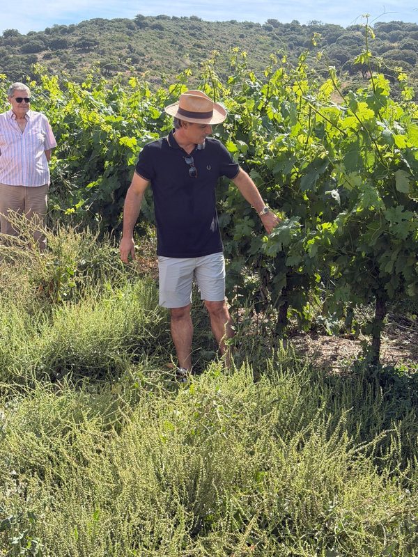 Visita guiada entre las cepas de la finca en verano