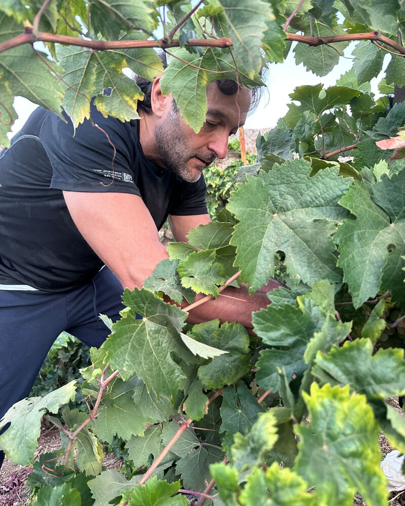 Socio de AIEGYT trabajando entre las cepas del viñedo