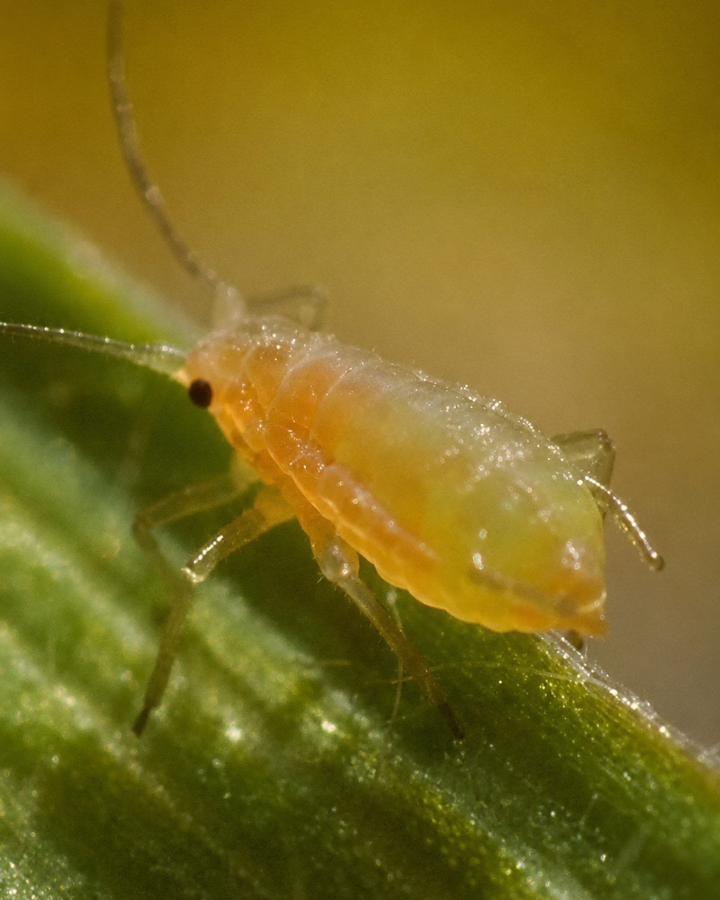 Filoxera (Daktulosphaira vitifoliae), el insecto que arrasó el viñedo de la Serranía de Ronda