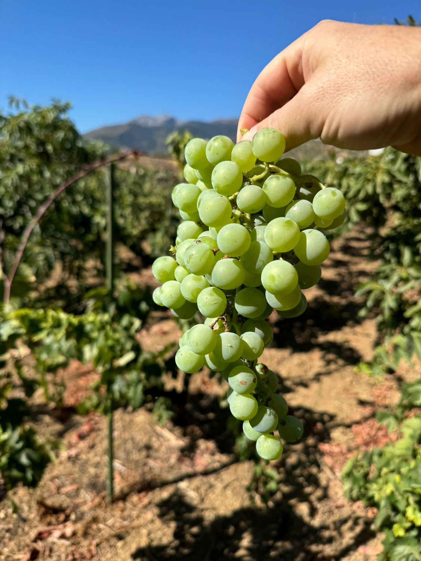 Mano sosteniendo un racimo de uva blanca en el viñedo con la sierra al fondo