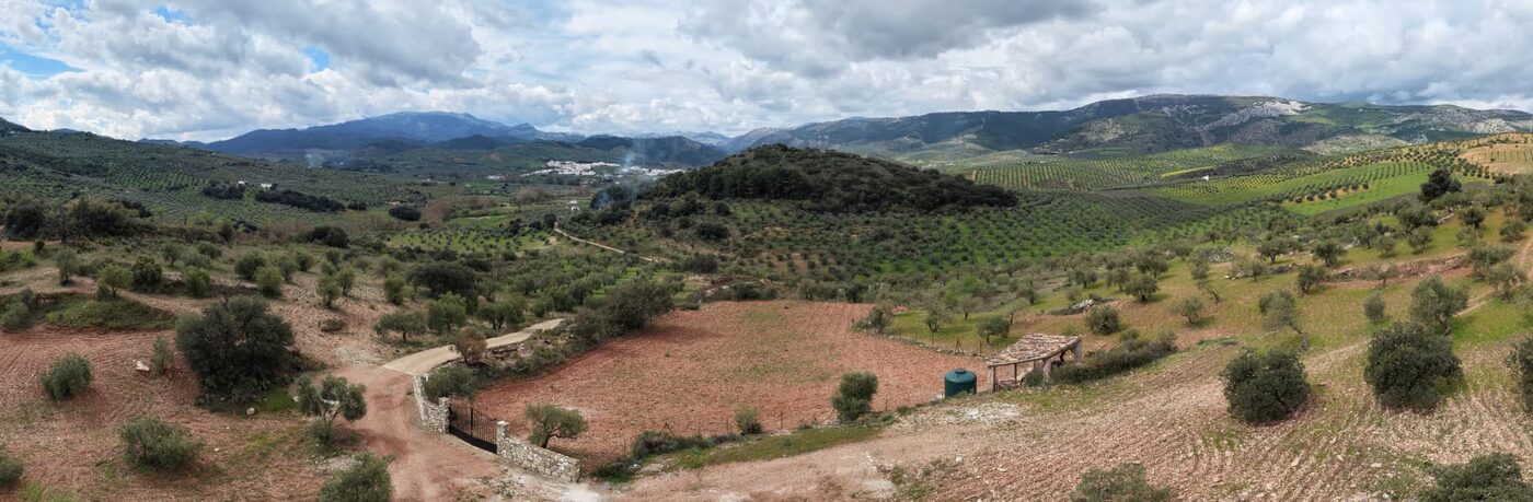 Vista panorámica de la finca Buenavista en El Burgo, con olivar centenario y el valle al fondo