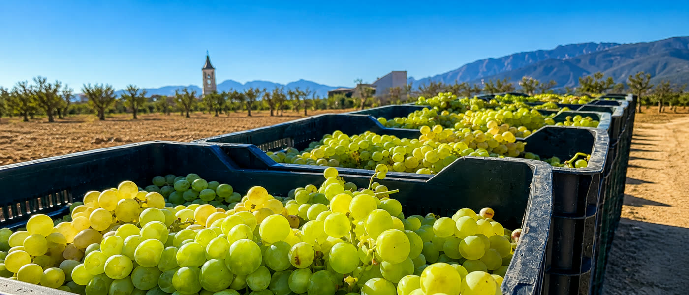 Cajas de uva blanca recién vendimiada junto a un olivar de la Sierra de las Nieves